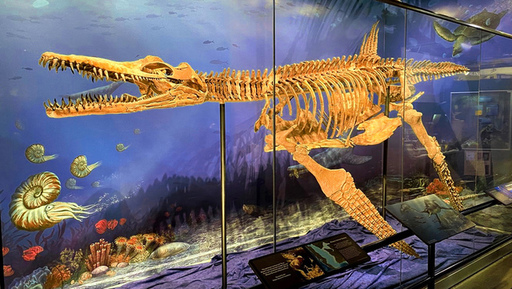 Plesiosaur Exhibit at the Heard