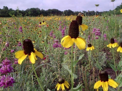 spring texas native wildflowers (2).jpg