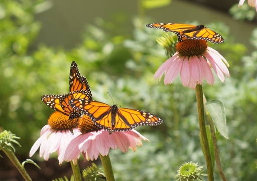 Heard Native Texas Butterfly House & Garden
