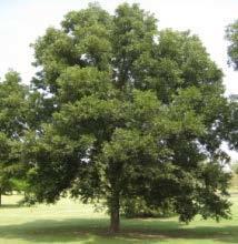 Pecan WTN Tree and Shrub Species FY21.jpg