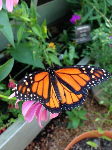 Native Texas Butterfly House & Garden - Heard Natural Science