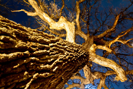 250-Year-Old Bur Oak Featured