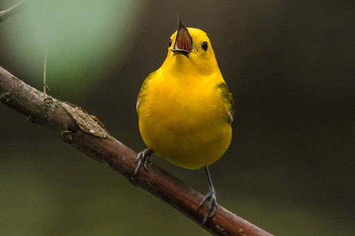 Prothonotary Warbler in the Heard Wetlands