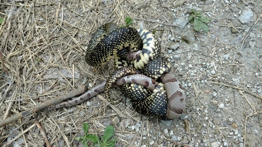 Speckled Kingsnake and Copperhead