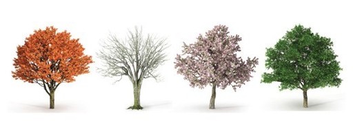 Tree in 4 seasons.jpg