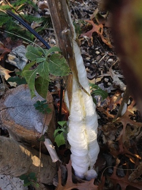 Frostweed Forms Ice Sculptures