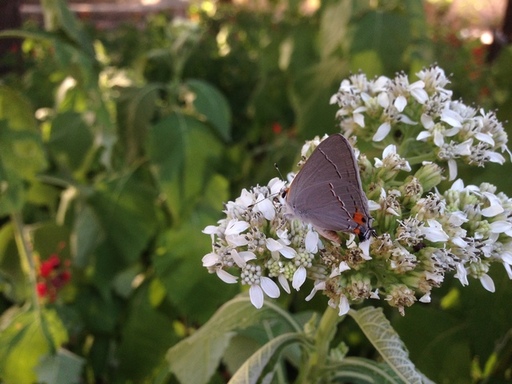 Frostweed Blooms provide Nectar