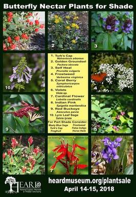 Butterfly nectar sources to grow in shade